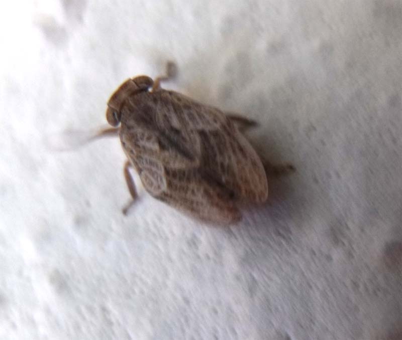 Omottero maremmano: Issidae